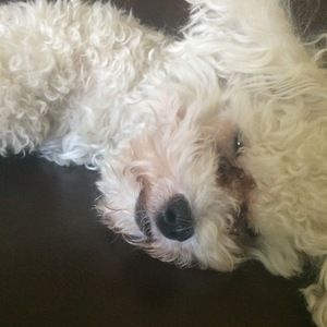 Meet your Posher, Ian